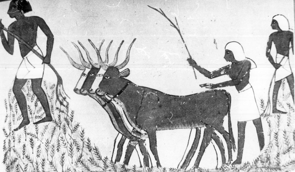 Cséplés az ókori Egyiptomban (MaNDA)