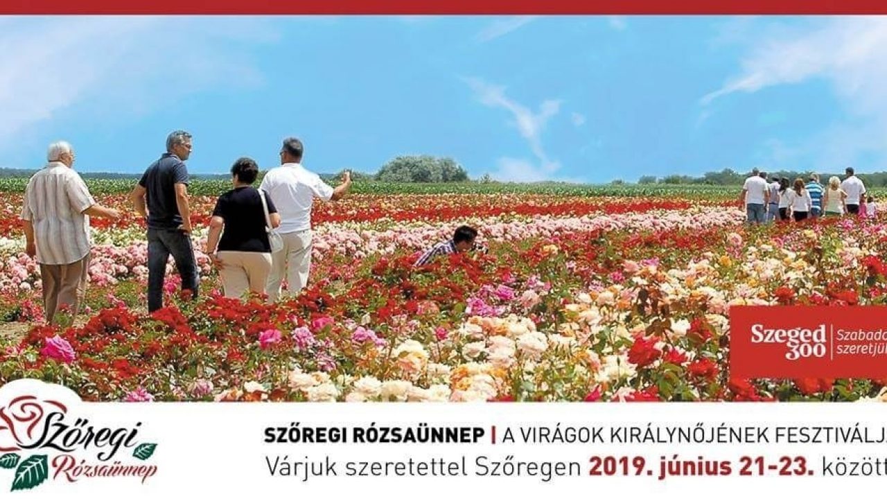 Rózsaünnep 60 rózsafogattal és több százezer virágzó rózsatővel