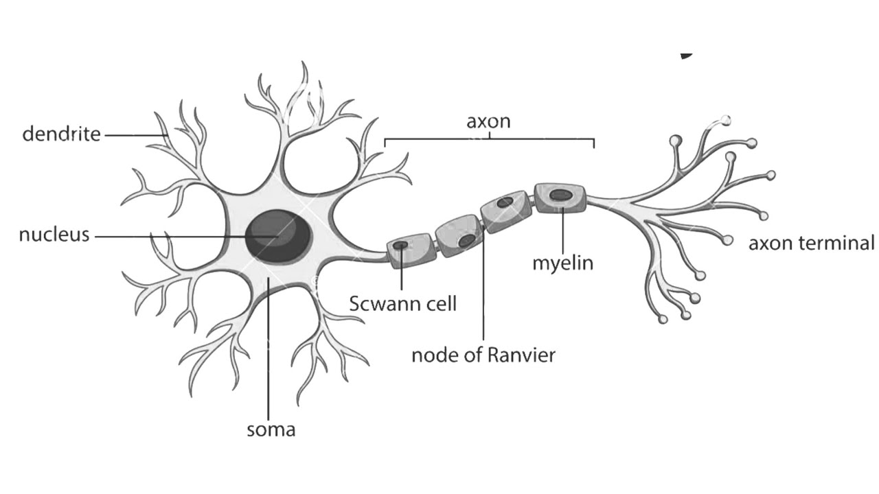 Mesterséges idegsejteket fejlesztettek ki brit tudósok