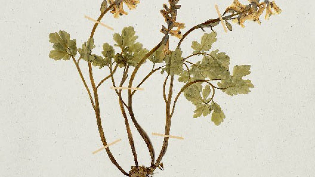 A növények préselt részei mellett sztereomikroszkópos mikrofotók is a gyűjteménybe kerültek
