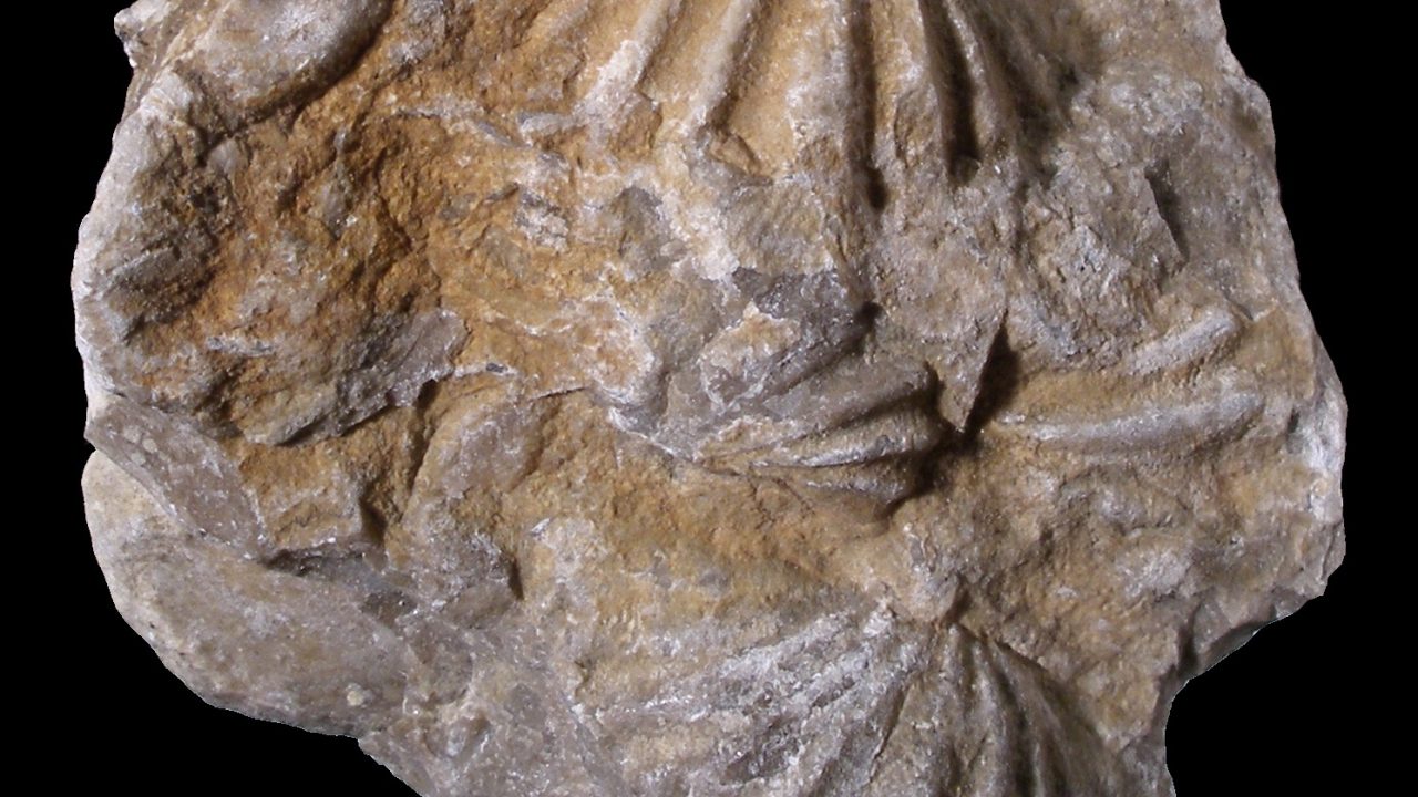 Több tízezer fosszília került elő egy helyen