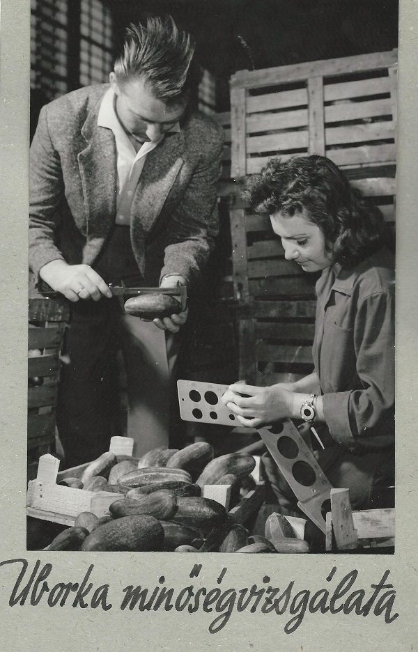 Uborka minőségvizsgálata, fotó a Kereskedelmi Minőségellenőrző Intézet albumából, 1966 - Magyar Kereskedelmi és Vendéglátóipari Múzeum, CC BY-NC-ND