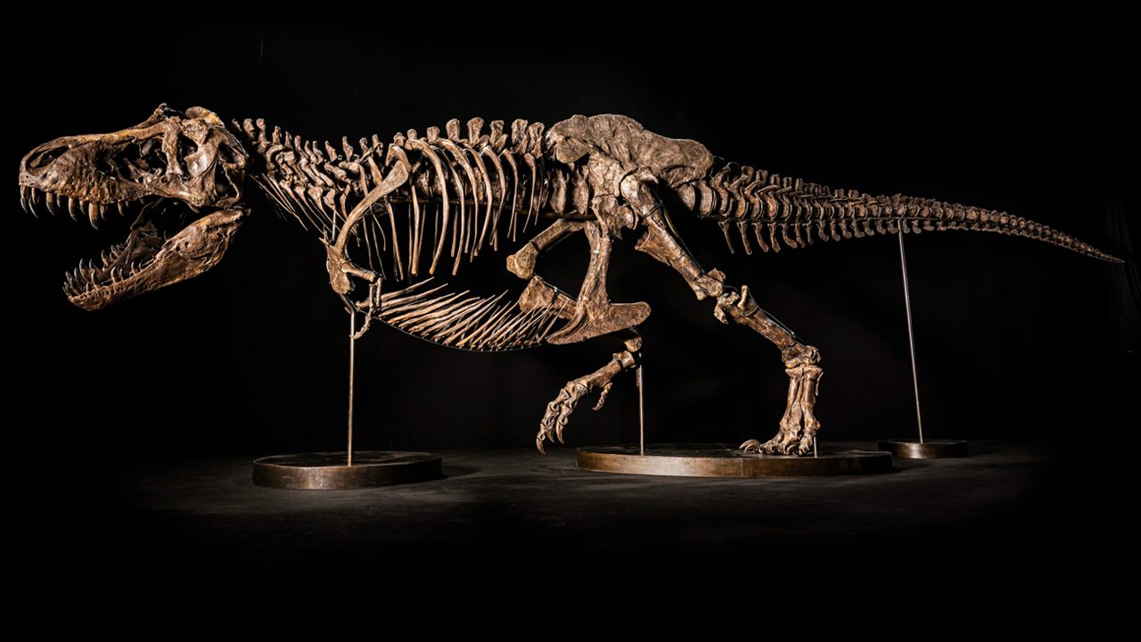 380-ból háromszáz csontja utángyártott a T-Rexnek